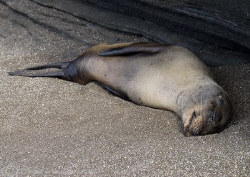 Afternoon nap! Santiago. Galapagos. D200, 18-200mm. by Derek Haslam 
